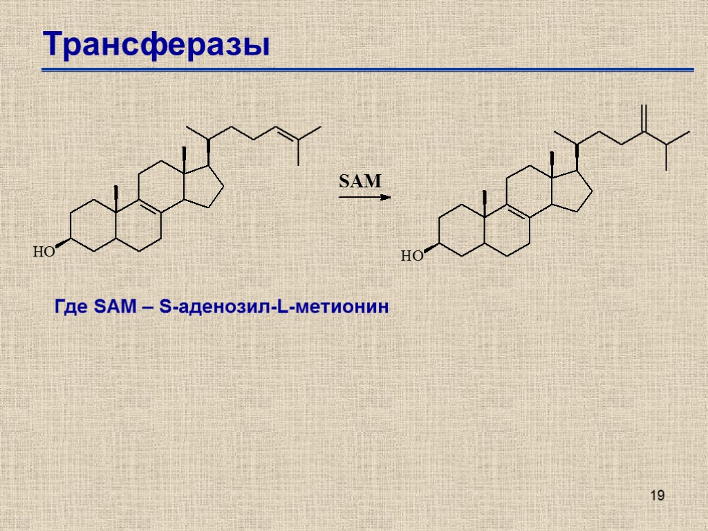 19 Трансферазы Где SAM – S-аденозил-L-метионин